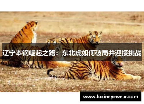 辽宁本钢崛起之路：东北虎如何破局并迎接挑战